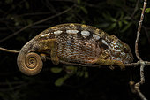 Panther Chameleon (Furcifer pardalis) in situ, Ampitabe Lake, Pangalanes Channel, Atsinanana, Madagascar