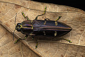 Jewel Beetle (Chalcophoropsis quadrifoveolata), Ampitabe Lake, Pangalanes Channel, Atsinanana, Madagascar