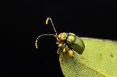 Flea Beetle (Alticini sp), Ampitabe Lake, Pangalanes Channel, Atsinanana, Madagascar