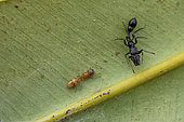 Ant-Mimicking Jumping Spider (Myrmarachne sp) male and female, Ampitabe Lake, Pangalanes Channel, Atsinanana, Madagascar