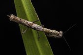 Twig Mantis (Popa spurca) in situ, Ampitabe Lake, Pangalanes Channel, Atsinanana, Madagascar
