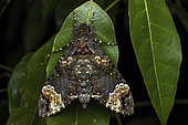 Fulvous Hawk Moth (Coelonia fulvinotata), Analamazaotra, Alaotra-Mangoro, Madagascar