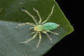 Araignée sauteuse malgache (Asemonea ornatissima) in situ, V.O.I.MMA, Alaotra-Mangoro, Madagascar