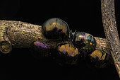 Plataspid bug (Plataspidae sp) in situ, V.O.I.MMA, Alaotra-Mangoro, Madagascar