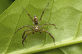 Jumping spider (Pandisus decorus) in situ, Analamazaotra, Alaotra-Mangoro, Madagascar