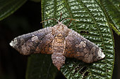 Window-winged moth (Chrysotypus caryophyllae), Analamazaotra, Alaotra-Mangoro, Madagascar