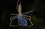 Madagascar Net casting spider (Asianopis madagascariensis) in situ, Analamazaotra, Alaotra-Mangoro, Madagascar