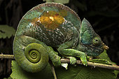 Parson's Chameleon (Calumma parsoni cristifer)Analamazaotra, Alaotra-Mangoro, Madagascar