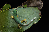 Lined day Gecko (Phelsuma lineata lineata) juvenile, Analamazaotra, Alaotra-Mangoro, Madagascar