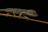 Chameleon (Calumma sp nasutum group) young in situ, V.O.I.MMA, Alaotra-Mangoro, Madagascar