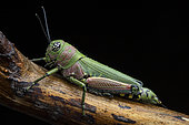 Grasshopper (Euthymia fasciata) female, Vohimana, Alaotra-Mangoro, Madagascar