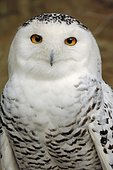 Snowy owl (Bubo scandiacus, Bubo scandiaca, Nyctea scandiaca), male, portrait, native to northern Europe, Siberia, Greenland and North America, captive, North Rhine-Westphalia, Germany, Europe