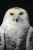 Snowy Owl (Bubo scandiacus, Nyctea scandiaca), female, portrait, captive, Germany, Europe