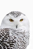 Snowy Owl (Bubo scandiacus, Nyctea scandiaca), female in winter, portrait, captive, Germany, Europe