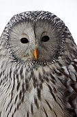 Ural Owl (Strix uralensis), portrait, captive, Germany, Europe