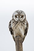 Short-eared Owl (Asio flammeus), Lower Saxony, Germany, Europe