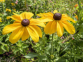 Gloriosa Daisy 'Goldilocks', Rudbeckia hirta ‘Goldilocks’, flowers