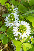Fan flower 'White Improved', Scaevola Surdiva 'White Improved', Scaevola aemula 'White Improved', flowers