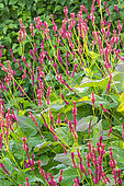 Mountain Fleece 'Firetail', Persicaria amplexicaulis 'Firetail', in bloom