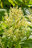 Chinese knotweed, Persicaria weyrichii, flowers