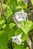 Common Morning-Glory, Ipomoea Festival 'Star', flowers