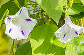 Common Morning-Glory, Ipomoea Festival 'Star', flowers