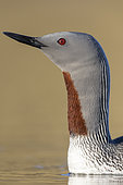 Red-throated Loon (Gavia stellata), close-up of an adult in breeding plumage, Western Region, Iceland