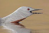 Red-throated Loon (Gavia stellata), close-up of an adult in breeding plumage, Western Region, Iceland