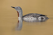 Red-throated Loon (Gavia stellata), sideview of an adult in breeding plumage, Western Region, Iceland