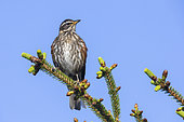 Redwing (Turdus iliacus), adult perched on a Spruce tree, Capital Region, Iceland