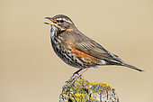 Redwing (Turdus iliacus), side view of an adult standing on an old post, Northeastern Region, Iceland