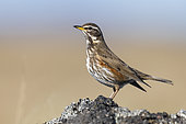 Redwing (Turdus iliacus), side view of an adult standing on a rock, Northeastern Region, Iceland