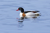 Common Shelduck (Tadorna tadorna), side view of an adult male swimming in the water, Capital Region, Iceland