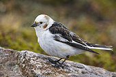 Snow Bunting (Plectrophenax nivalis insulae), side view of an adult male standing on a rock, Northeastern Region, Iceland