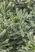 Spurge (Euphorbia characias) 'Wilcott' (= 'Silver Swan')