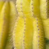 Yellow grafted Moon Cactus (Gymnocalycium mihanovichii - Hylocereus sp.)
