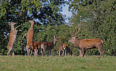 Red deer (Cervus elaphus) doe fight, France