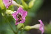 Honey bee (Apis mellifera) pollinating Tobacco (Nicotiana tabacum) Solanaceae flower from NE Argentina Bolivia, Jean-Marie Pelt Botanical Garden (Nancy), Lorraine, France