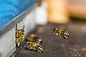Honey bee (Apis mellifera) at the entrance of the hive, Belgium