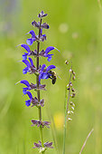 Honey bee (Apis mellifera) pollinating meadow sage (Salvia pratensis) in a flowering meadow, Slovenia