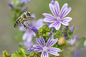Abeille à miel (Apis mellifera) couverte de pollen, pollinisateur sur Mauve (Malva sp), Pagny-sur-meuse, Lorraine, France