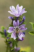 Honey bee (Apis mellifera) covered with pollen, pollinator on Mallow (Malva sp), Pagny-sur-meuse, Lorraine, France