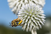Honey bee (Philanthus triangulum) capturing an European beewolf (Apis mellifera) on a Ball Thistle (Echinops sp), Paris, France