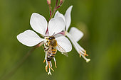 Abeille à miel (Apis mellifera) pollinisateur sur fleur de Gaura de Lindheimer (Gaura lindheimeri), jJrdin des plantes de paris, France