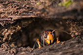 Asian predatory Hornet (Vespa velutina), wintering queen, Bouxières aux dames, Lorraine, France
