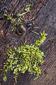 Asian predatory Hornet (Vespa velutina), wintering queen, Bouxières aux dames, Lorraine, France