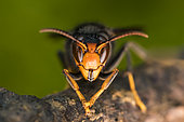 Asian predatory Hornet (Vespa velutina), wintering queen, Bouxières aux dames, Lorraine, France
