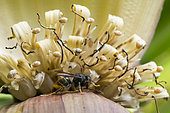 Frelon asiatique ou Frelon a pattes jaunes (Vespa velutina), sur fleur de bananier, Jardin des Plantes de Paris, Ile de France, France