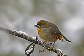 Red-billed Leiothrix (Leiothrix lutea) native to Asia but now found in the wild in France, especially in the south-west, perched on a small branch, Gers, France.