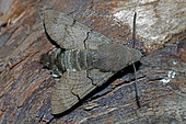 Olive Bee Hawk-moth (Macroglossum stellatarum) on wood, top view, Gers, France.